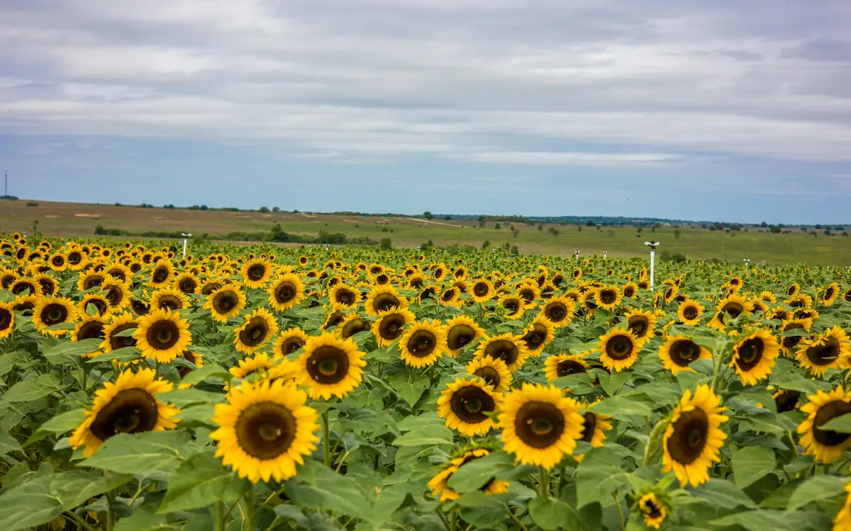 Sunflower field in bloom at a family farm in Clermont, Florida