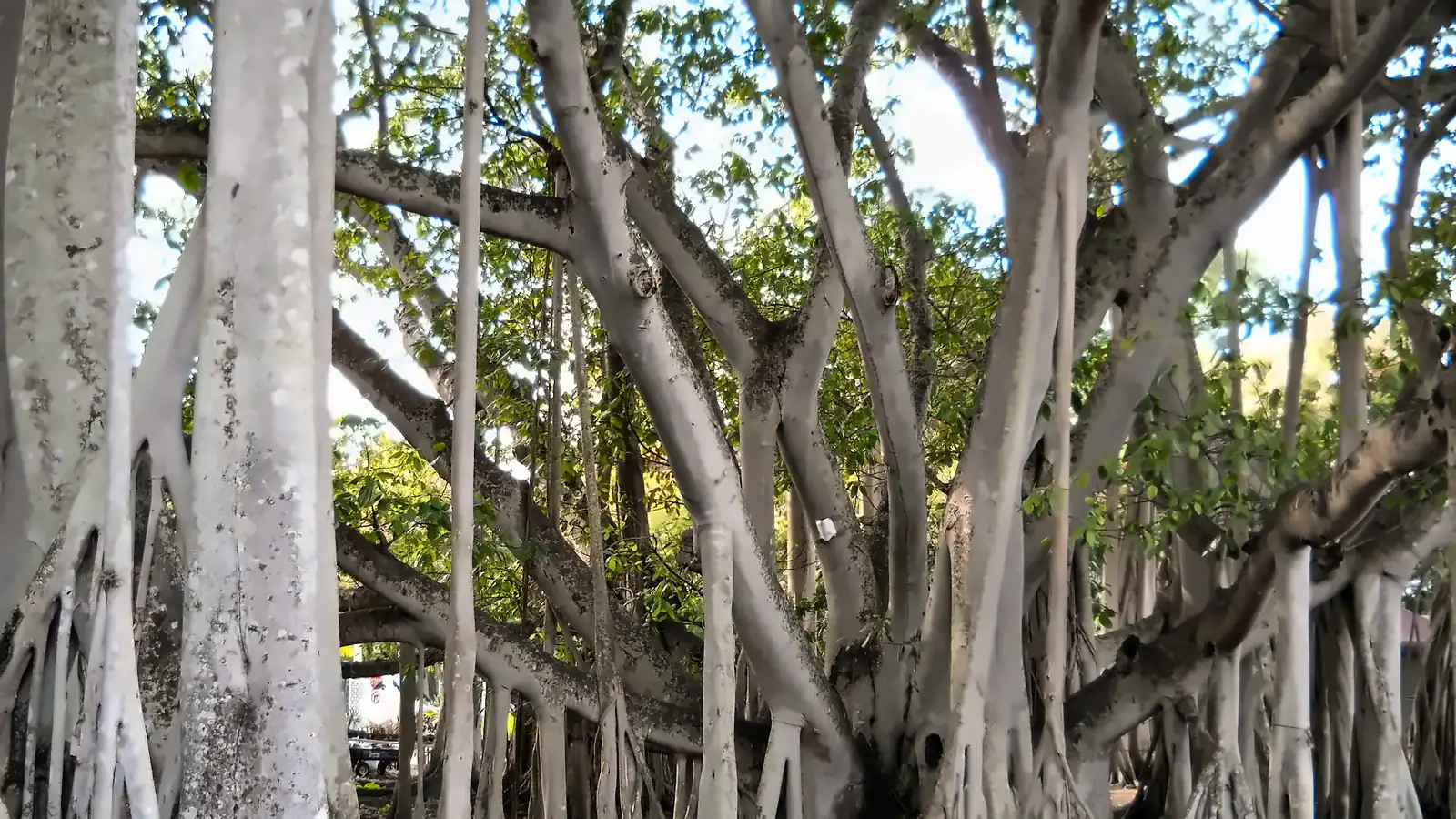 The giant banyan tree on the grounds of the Edison and Ford Winter Estates in Fort Myers