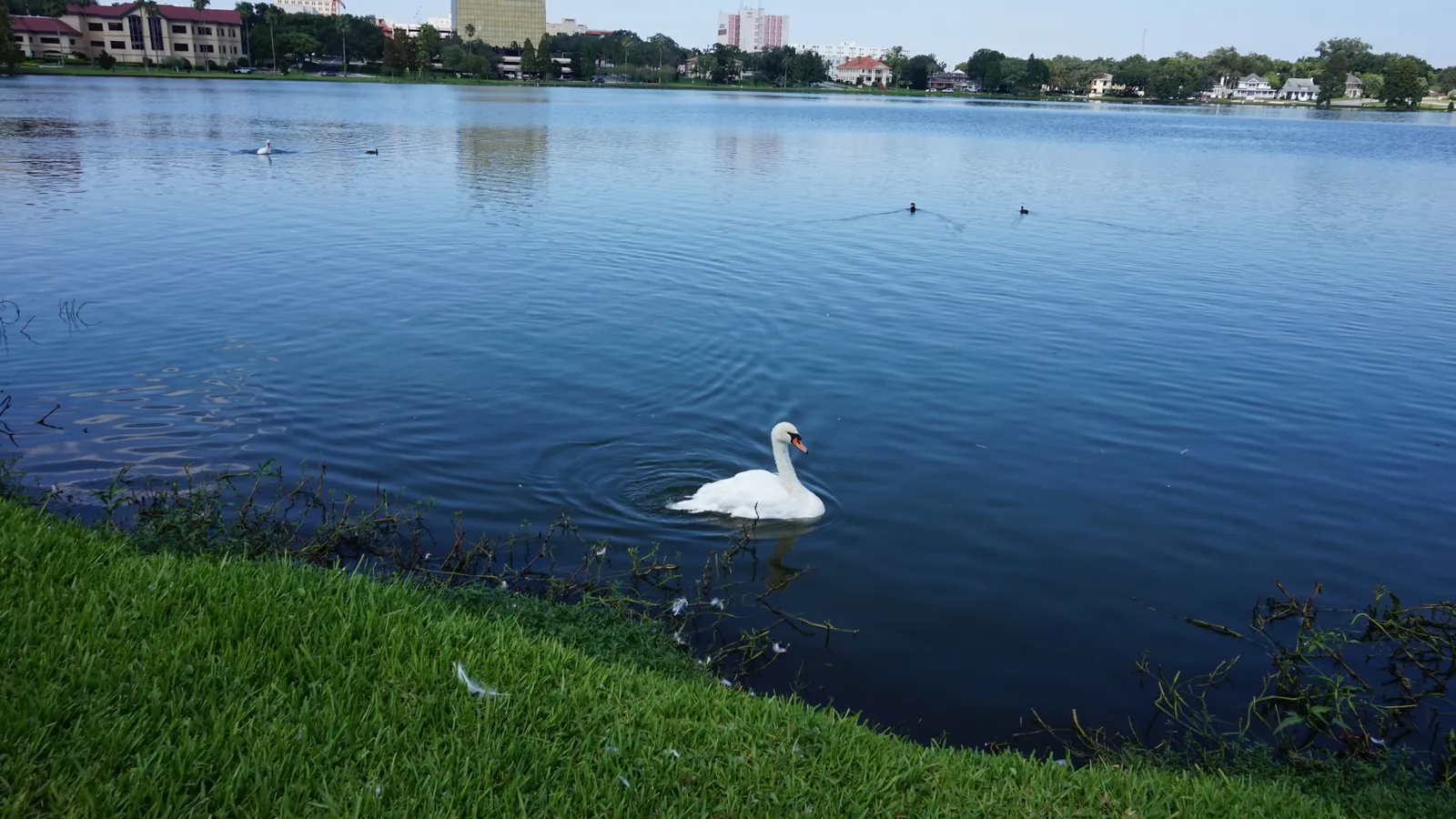 A swan swimming on Lake Morton in Lakeland, with downtown buildings across the water