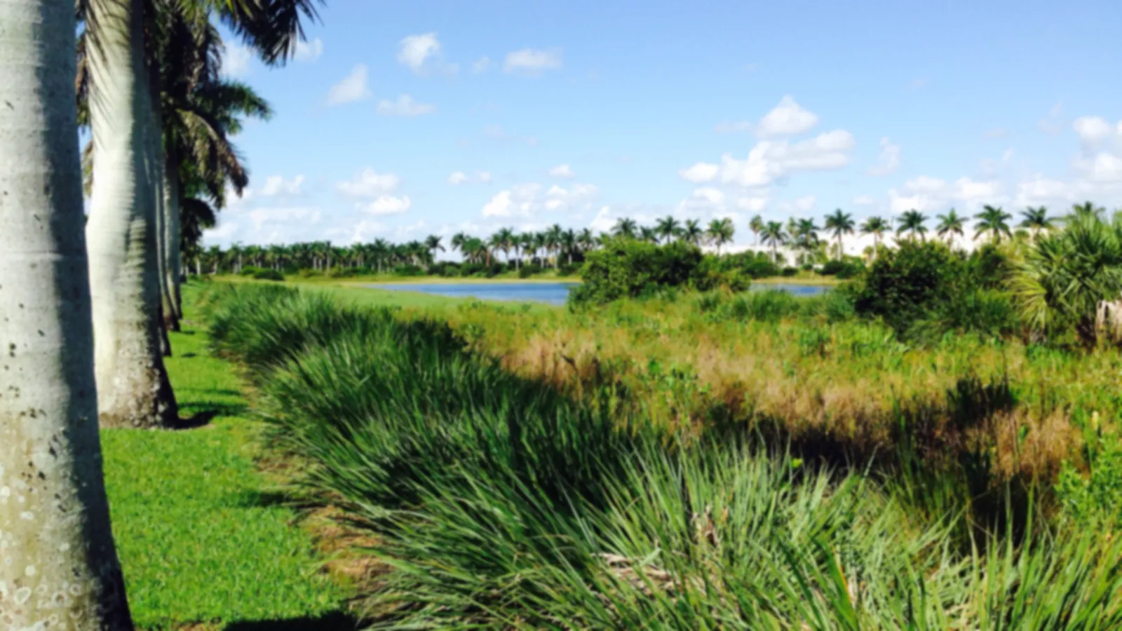 A lake with palm trees and green grass in Tamarac, Florida