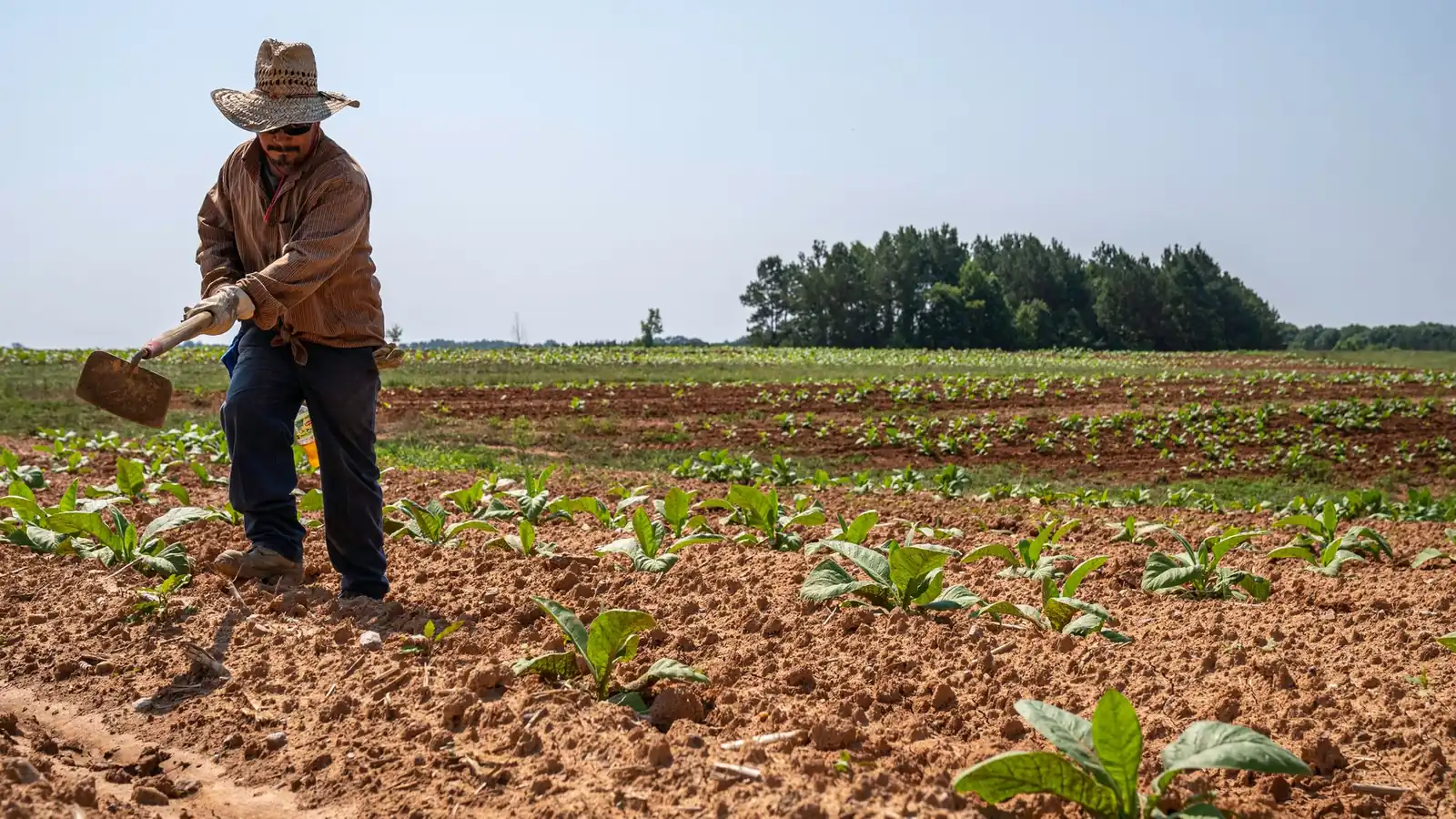 Farmer tilling rows of young crops in a sunny field